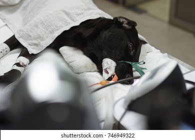 The Black Dog 's The Placement Of A Tube That Extends From The Oral Cavity Into The Trachea (endotracheal Intubation) With Cephalic Vein Intravenous Cannulation .