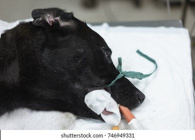 The Black Dog 's The Placement Of A Tube That Extends From The Oral Cavity Into The Trachea (endotracheal Intubation) With Cephalic Vein Intravenous Cannulation .