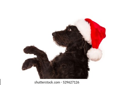 Black dog in santa outfit and christmas gifts
