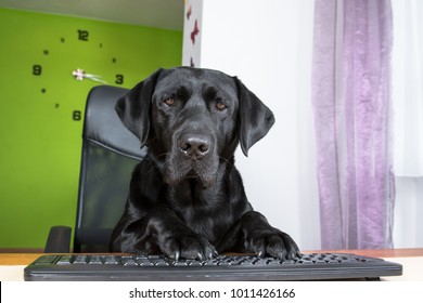 black-dog-sitting-computer-looking-260nw
