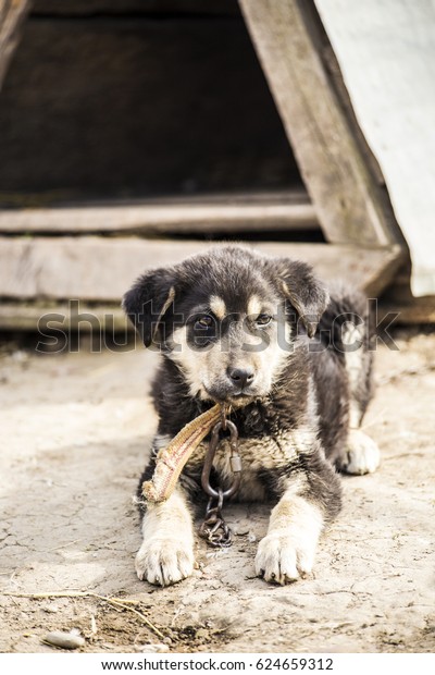 Black Dog Sitting Down On Land Animals Wildlife Parks Outdoor