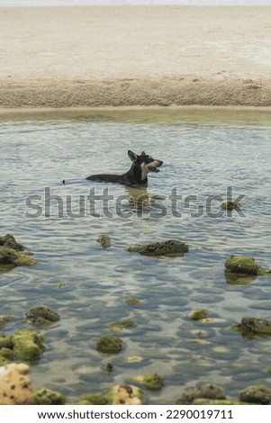 A black dog is sitting in the sea, cooling off and relaxing.