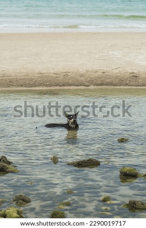 A black dog is sitting in the sea, cooling off and relaxing.