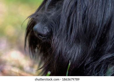 The Black Dog Sky Terrier Sniffs The Camera With Its Perfect Cold, Wet, Big, Black Nose.