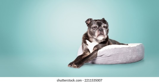 Black dog sleeping in dog bed with blue background. Full body of senior dog lying comfortable with paws stretched out and closed eyes. 9 years old female boston terrier pug mix. Selective focus. - Powered by Shutterstock