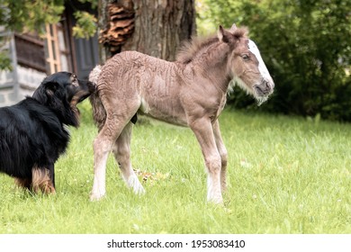 Black Dog Sniffing Cute Horse Tinker Breed Foal In Summer Near House. Aminal Interaction.