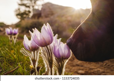 Black Dog Sniffing Purple Flower On Alpine Trail