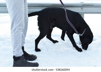 Black Dog Sniffing Snow Ground To Find A Place For Take A Pee When It's Take A Walk With The Owner In The Winter.