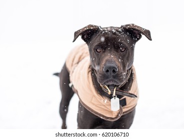 Black Dog In Snow Jacket