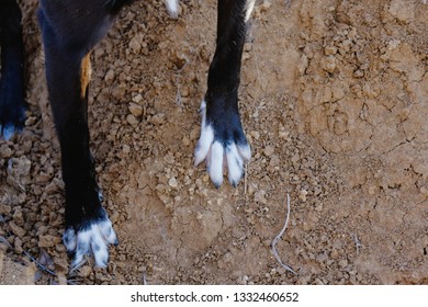 Black Dog With Socks On Paw Sliding In Dirt, Trying To Get Grip.