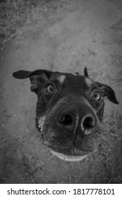  A Black Dog Stretches Her Nose Up Towards The Camera For A Sniff.