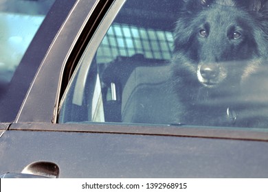 Black Dog Stuck In Hot Car With Window Down