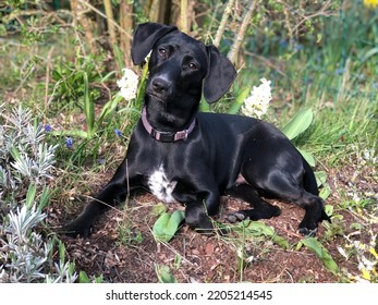 Black Dog Sun Bathing In Garden