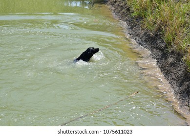 Black Dog Swiming In Water.