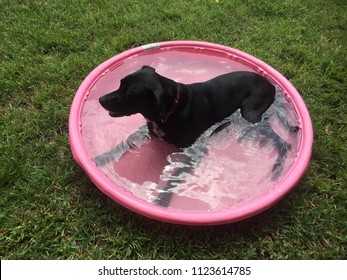 Black Dog In A Swimming Pool