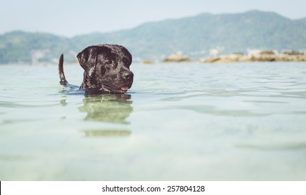 black dog swimming in the sea. concept about animals and nature,