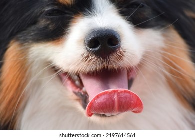 Black Dog Tongue Close Up