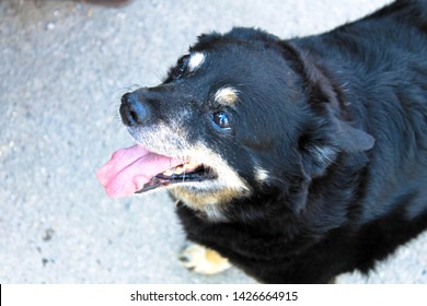 Black Dog Tongue Hanging Out Stock Photo (Edit Now) 1426664915