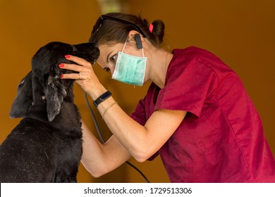 A Black Dog Is Trimmed At Home By A Veterinarian Doctor