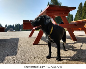 Black dog under the table outdoors. Slovakia