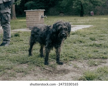 Black dog with wet fur is standing on a short grass lawn near a man wearing cargo pants. A brick water fountain is visible in the background - Powered by Shutterstock