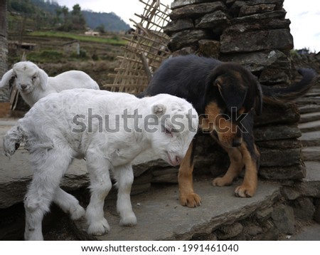 Image, Stock Photo True love Animal Soft