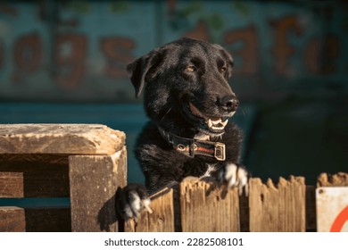 Black Doggo in Puppy Park