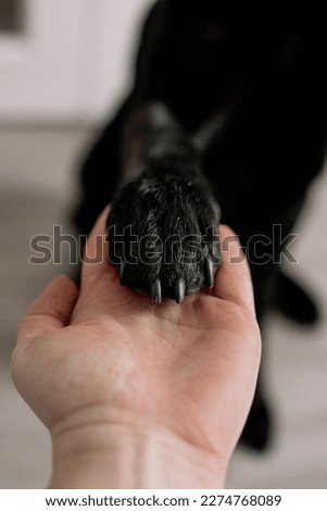 A black dog's paw in a human hand. Friendship between a human and a dog.