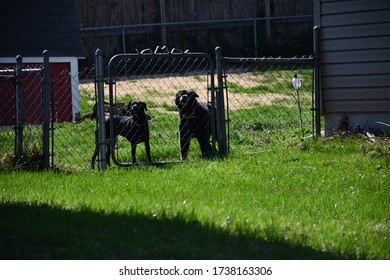 Black Dogs Standing Behind A Fence In A Suburban Neighborhood In Kansas City, Missouri. The Grass Is Green, And It Is A Sunny Day.