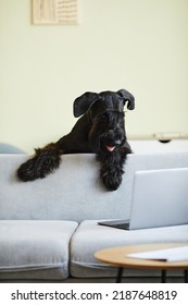 Black Domestic Dog Looking Out From Behind The Sofa At Laptop Screen And Watching Video Online