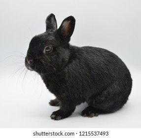 Black Domestic Netherlands Dwarf Rabbit Isolated Stock Photo 1215537493 ...