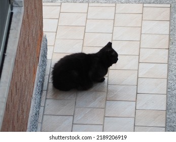 Housecat 4 443 Images Photos Et Images Vectorielles De Stock Shutterstock