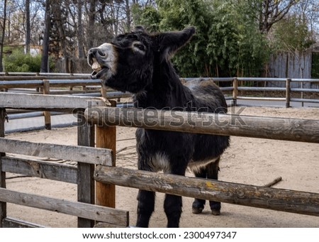 Black donkey braying and showing teeth, at the fence in front of a wooden stable. 