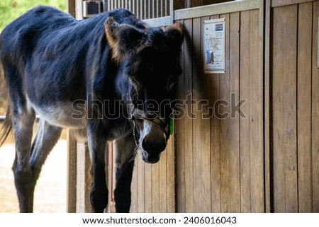 A black donkey  in the wooden stable