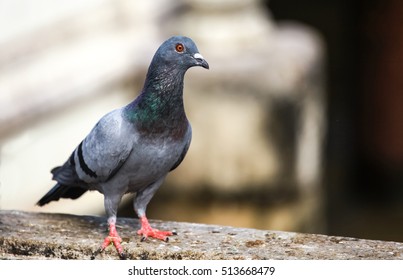 Black Dot Pigeons Stand Look Building Stock Photo (Edit Now) 513668479