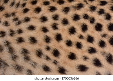 Black Dot Skin, Cheetah Legs And Body.