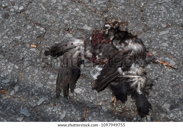 Black Dove hit the car body, flat adjoining road\
surfaces. In a public\
park.