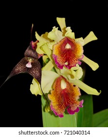  Black Dracula Orchid And Cattleya