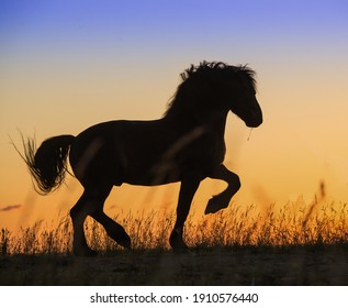 A Black Draft Horse Dances A Piaffe Against The Sunset