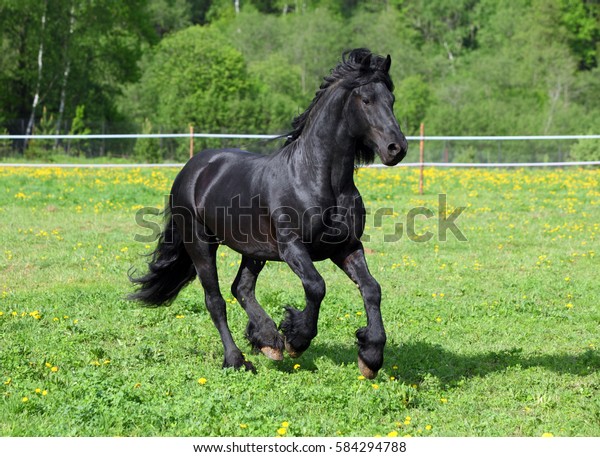 Black Draft Horse On Meadow Evening Stock Photo 584294788 | Shutterstock