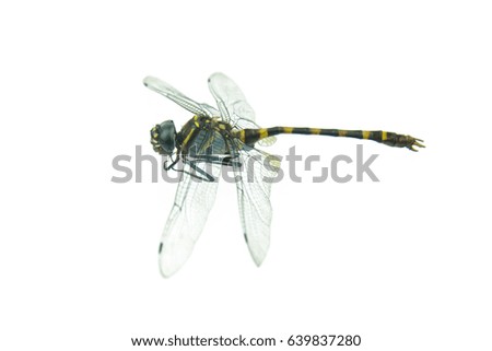 Similar – the queen dragonfly.