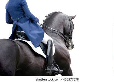 black dressage horse detail isolated on white
