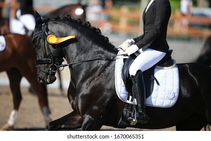 Black dressage horse with rider on the lap of honor with a gold bow.