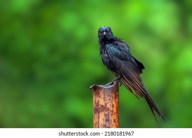 A Black Drongo After Rain