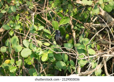 
Black Drongo Bird From Kadamakkudy