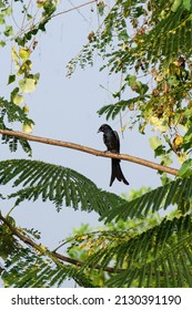 Black Drongo Bird From Kadamakkudy,kerala