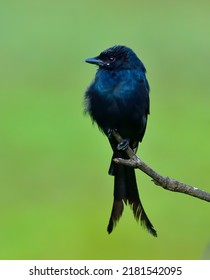 Black Drongo Bird Perched On Branch