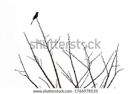 Similar – Foto Bild Meisenwinter (bunt) Vogel