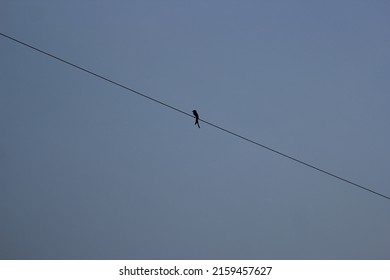 A Black Drongo Bird Sitting On A Wire