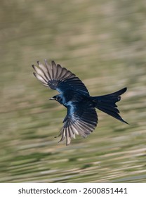 Black Drongo (Dicrurus macrocercus) in flight. 